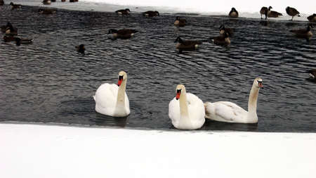 Three swans and assorted waterfowl swimming in an opening of a frozen lake.の写真素材