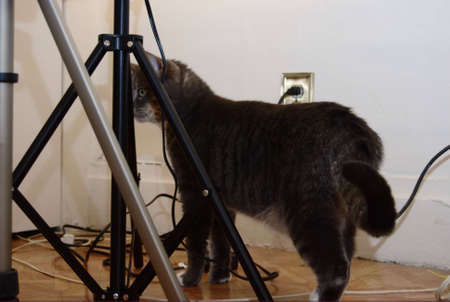 A gray tabby cat wandering among the lightstands.の写真素材