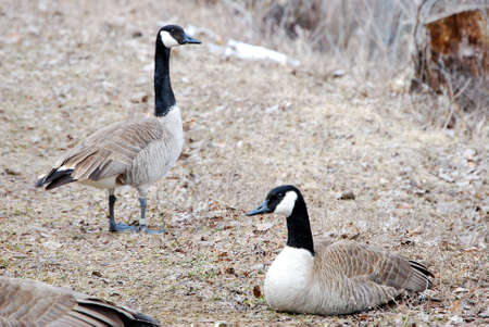 Canadian geese along the shore of a pond.                 の写真素材