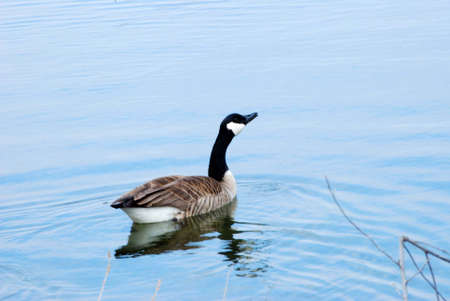 A Canadian Goose swimming in a pond.の写真素材