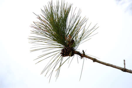 A branch of a pine tree with a cone at the end.の写真素材