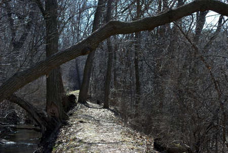 A path through the woods following a small stream.の写真素材