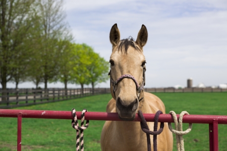 young brown horse with halterの写真素材