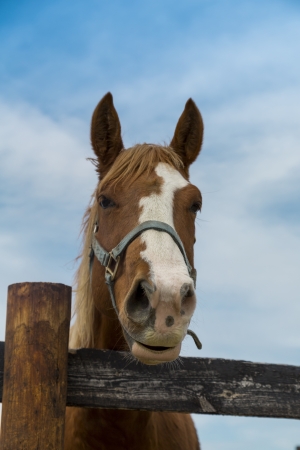 young brown stallion horse portraitの写真素材