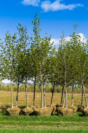 young green leaf trees plantingの写真素材