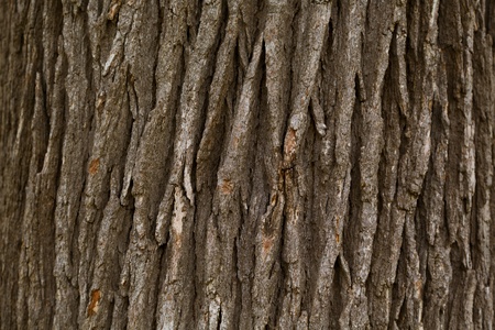 brown bark texture backgroundの写真素材