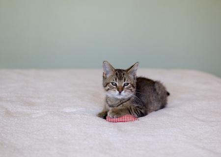 adorable gray tabby kitten lying on bed with pillowの写真素材