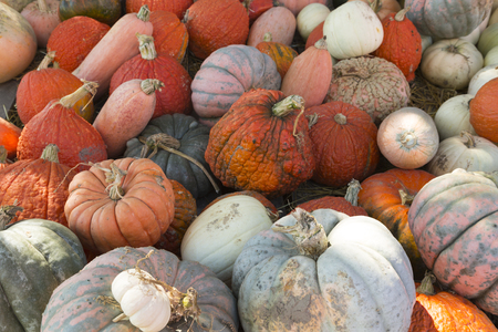 pile of colorful pumpkins and gourds in the fall seasonの写真素材