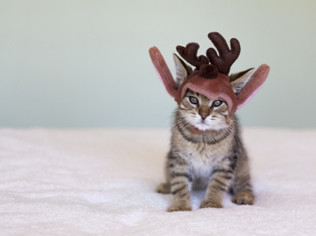 adorable shorthair tabby kitten wearing a Christmas reindeer hatの写真素材