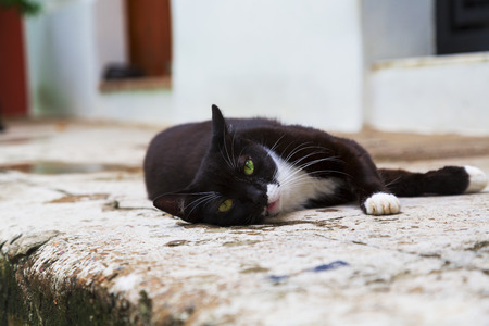 adorable black and white cat relaxing and posing on sidewalk の写真素材