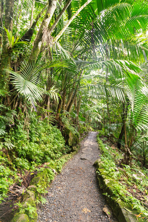 Narrow path though El Yunque tropical rainforest in Puerto Ricoの写真素材
