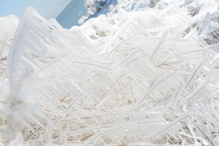 Frozen tree covered in iceの写真素材