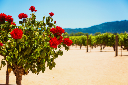 Rose bush with Californian vineyard landscape in Napa Valley in summertimeの写真素材