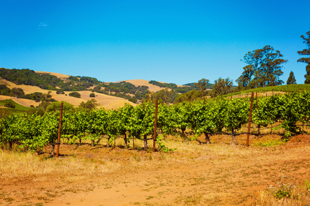 Californian vineyard landscape in Napa Valley in summertimeの写真素材