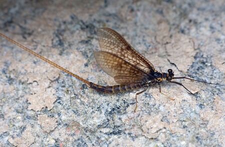 day-fly sitting on a coastal stoneの写真素材