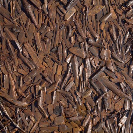 Pattern formed by rotten chips on coast of lakeの写真素材