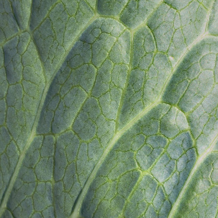 The surface of green leaf with foliage