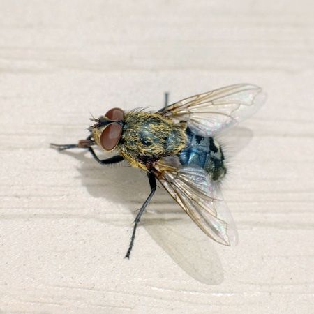 The macro shoot of small domestic flyの写真素材