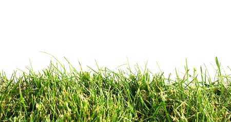 The green grass on white backgroundの写真素材