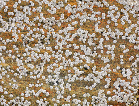 The sea animals on a surface of a rock