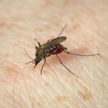 Replete mosquito has bitten and sucks human bloodの写真素材