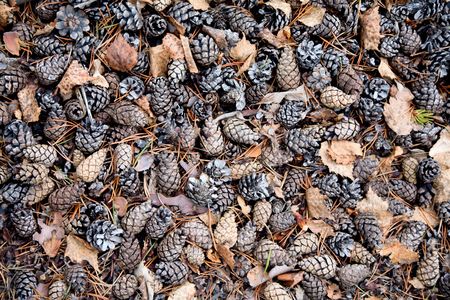 Golden pine cones on the ground backgroundの写真素材