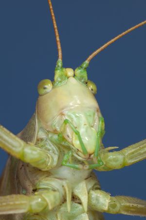 Amusing portrait of a green grasshopper close upの写真素材