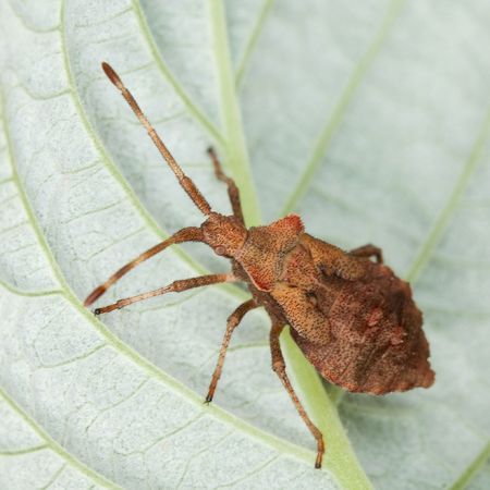 Brown stink bug sitting on a raspberry leafの写真素材