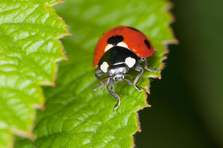 Red ladybird sits on green sheet of a plant