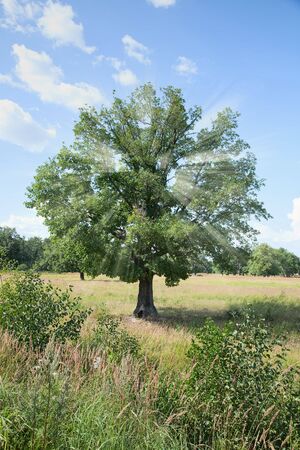 Standing alone tree - oak with solar beams in a croneの写真素材