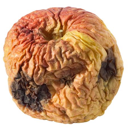 Rotten dry disgusting apple isolated on a white backgroundの写真素材