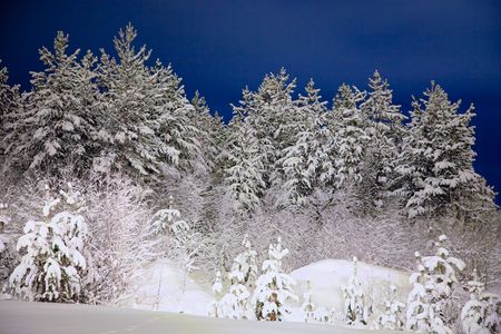 Winter wood photographed in the night from the help of a lanternの写真素材