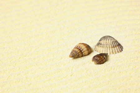 Three sea shells lying on the beach