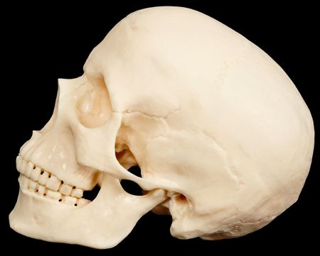 The human skull on a black background in profileの写真素材