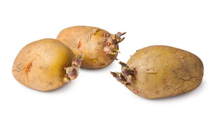 Potato seeds - three tubers on a white backgroundの写真素材