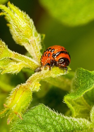The red larva Colorado beetle eats a potato leaves.の写真素材