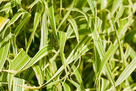 Green grass in a meadow close up - backgroundの写真素材