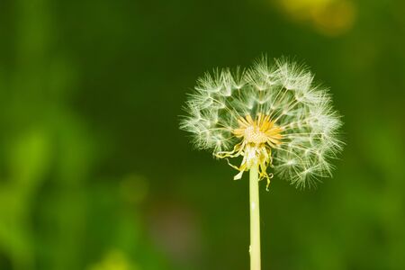 Partially bare little dandelion on a dark green backgroundの写真素材