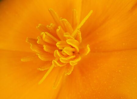 An orange little flower close-up - natural backgroundの写真素材