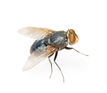 Common fly - a hotbed of infection, isolated on a white backgroundの写真素材