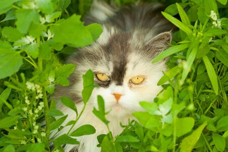 Home furry cat hiding in the grassの写真素材
