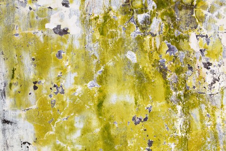Mold and algae on an old dirty wallの写真素材
