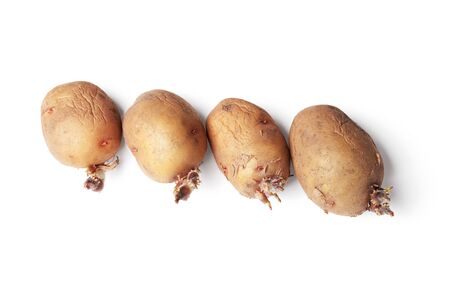 Potato tubers ready for planting in a ground, isolated on a white backgroundの写真素材