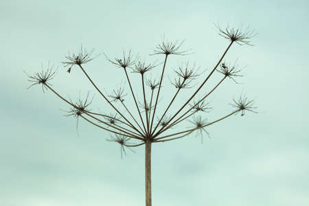 The dried up inflorescence of an umbellate plant against the skyの写真素材