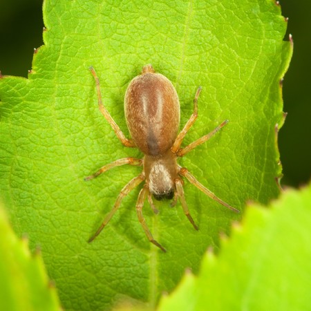 The small thick spider sits on green leafの写真素材