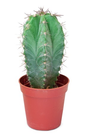 A small cactus in a pot is isolated on a white backgroundの写真素材