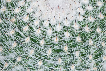 The top of a large cactus covered with sharp spinesの写真素材