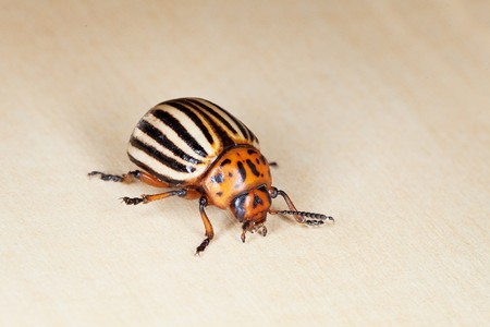Colorado potato beetle crawling on a wooden boardの写真素材