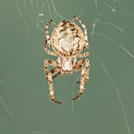 The big spider sits in a webの写真素材
