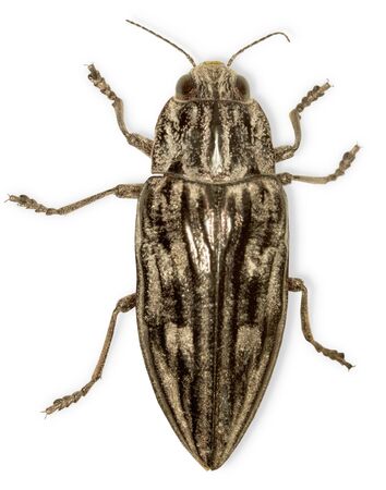 The big black bug isolated on a white backgroundの写真素材